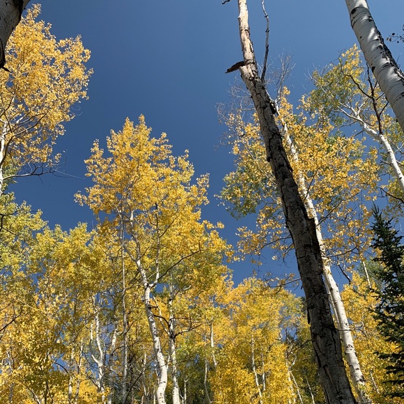 Meet your Posher, Tatum - Picture 1 of 1